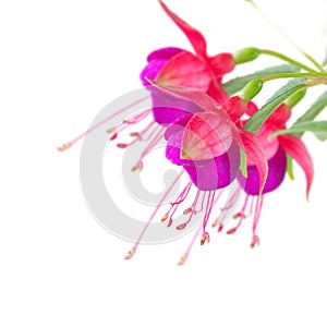 Fuchsia flower on white