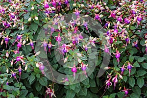 Fuchsia, flowering plants that consists of shrubs or small trees with very decorative flowers