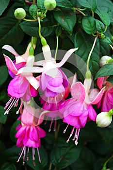 Fuchsia flowers