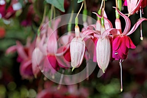 Fuchsia Flowers