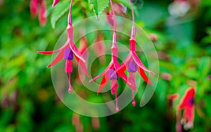 Fuchsia flowers