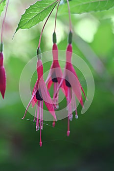 Fuchsia flowers