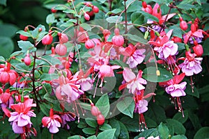 Fuchsia flowers photo