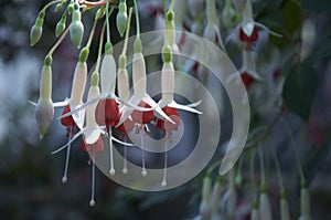Fuchsia flowers