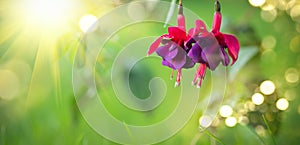 Fuchsia flowers blooming in summer garden. Beautiful purple with violet color Fuchsia close-up on blurred green backdrop