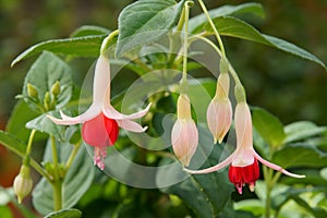 Fuchsia flowers