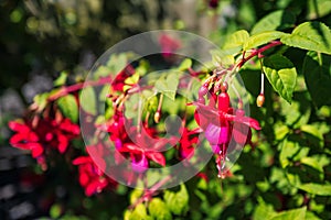 Fuchsia flowers hanging down from a branch in the sunshine