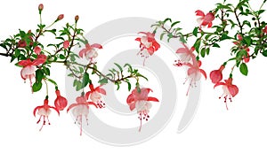 Fuchsia flowers over white background