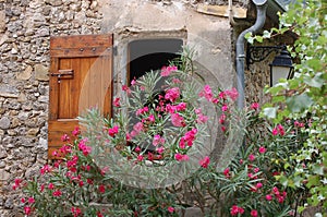 Fuchsia flowers over a window