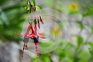 Fuchsia flowers pending on a branch