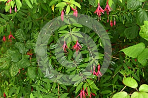 Fuchsia fuchsia dancing girls