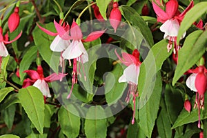 Fuchsia Fuchsia hybrida