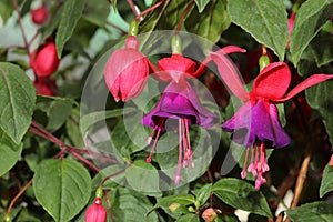 Fuchsia Fuchsia hybrida