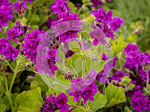 fuchsia geranium or cranesbill flower with blurred background