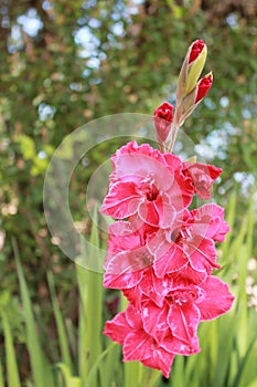 Fuchsia gladiolus photo