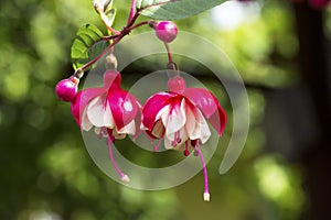 Fuchsia Hybrida Flowers