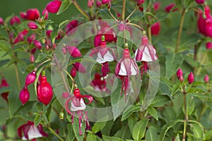 Fuchsia Fuchsia hybrida