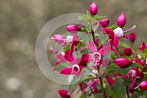 Fuchsia Fuchsia hybrida