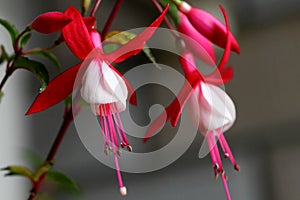 Ornamental Flowers - Charming Fuchsia. photo