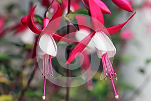 Ornamental Flowers - Charming Fuchsia. photo