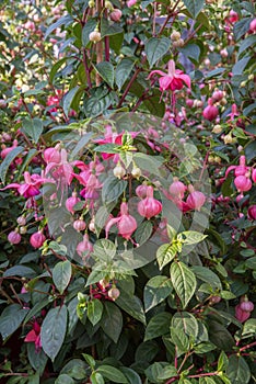 Fuchsia hybrida, a small shrub with beautiful, bell-shaped, odorless flowers hanging from the leaf axils on long thin pedicels photo