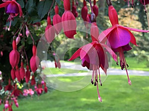 Fuchsia Hybride Beacon or Fuchsie Flower Island Mainau on the Lake Constance or Die Blumeninsel im Bodensee photo