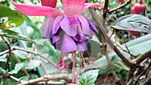 Fuchsia , ladyâ€™s eardrops, blooms shape, color pattern, blooms can be bicolors, as well as red, purple, and pink.