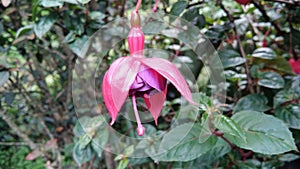 Fuchsia , ladyâ€™s eardrops, blooms shape, color pattern, blooms can be bicolors, as well as red, purple, and pink.