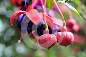 Fuchsia lena flower photo