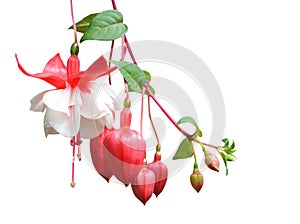 Fuchsia lena flower photo