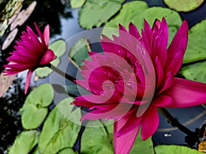 Fuchsia Lilypad Flower