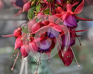 Fuchsia lowers for patio  garden  balkon Close up