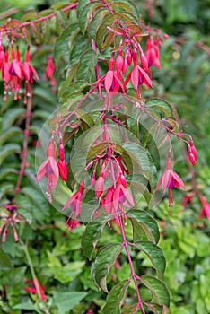 Fuchsia magellanica is a fuchsia with bell-shaped fuchsia flowers and a green background photo