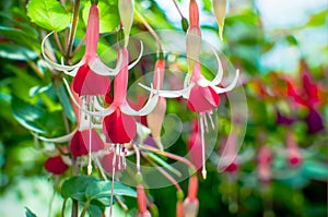 Fuchsia magellanica flower