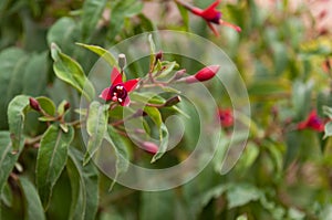 Fuchsia magellanica head on. photo