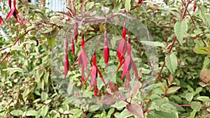 Fuchsia magellanica `Versicolour`