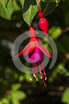 Fuchsia `Mrs Popple photo