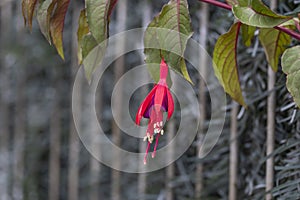 Fuchsia `Mrs Popple plant flowers against the background of green foliage and gray fence photo