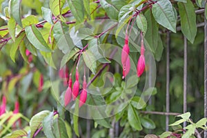 Fuchsia `Mrs Popple plant flowers against the background of green foliage and gray fence photo