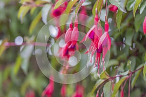 Fuchsia `Mrs Popple plant flowers against the background of green foliage photo