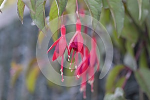 Fuchsia `Mrs Popple plant open flowers on a background of green foliage and gray fence photo