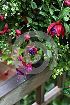 Fuchsia Onagraceae Flower