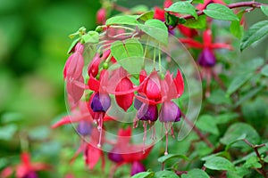 Fuchsia or Onagraceae Flowers