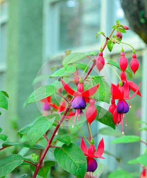 Fuchsia , onagraceae , hummingbird fuchsia