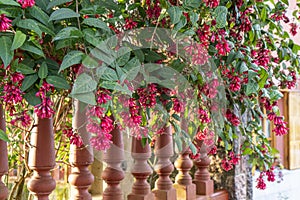 Fuchsia or Onagraceae and wooden fence