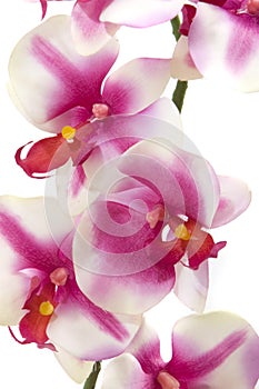 Fuchsia orchid