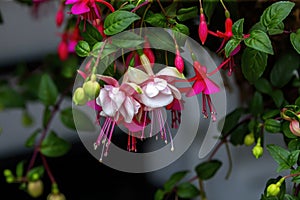 Fuchsia `Paloma` Fuchsia `Paloma`