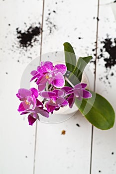 Fuchsia Phalaenopsis flower in a ceramic pot