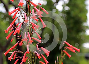 Fuchsia Phygelius capensis