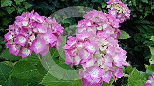 Fuchsia pink hydrangea flowers blossomed garden nature color
